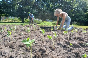 De eerste zonnebloemen zijn geplant