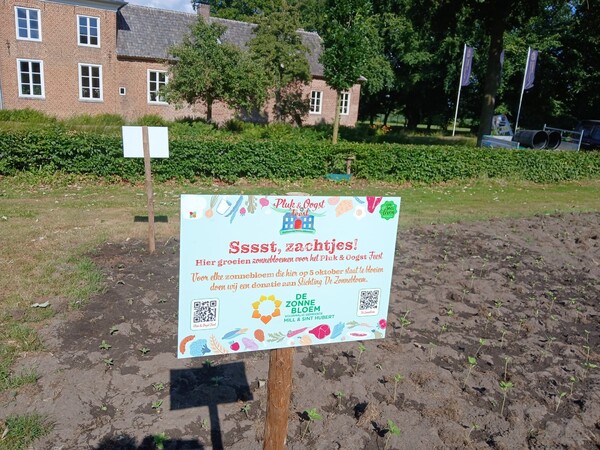 De eerste zonnebloemen zijn geplant