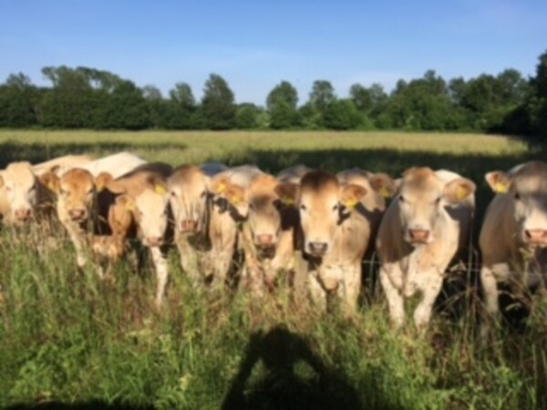 Natuurzuivere Runderen Land van Cuijk