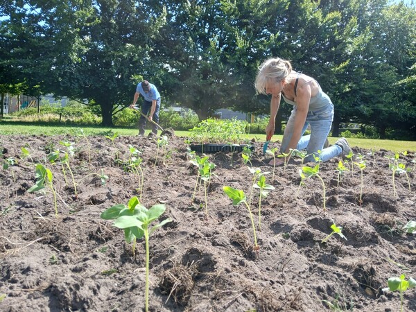 De eerste zonnebloemen zijn geplant